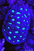Favites vasta Corail Favites vasta en UV-Safaga Coral Beach-11m-20171123nuit-Denis-ADER-DSC_3722_tn